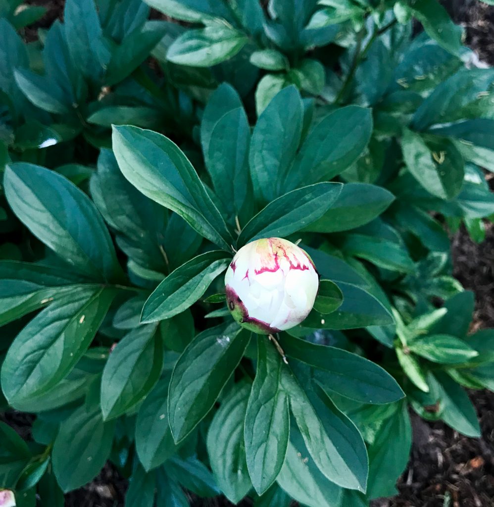 when to cut peony flowers - South Lumina Style